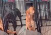 Dog Escapes Playpen Like a Pro While Sibling Watches in Disbelief Dog Escapes Playpen Like a Pro While Sibling Watches in Disbelief
