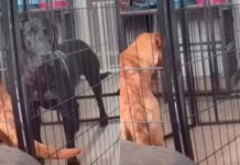 Dog Escapes Playpen Like a Pro While Sibling Watches in Disbelief Dog Escapes Playpen Like a Pro While Sibling Watches in Disbelief