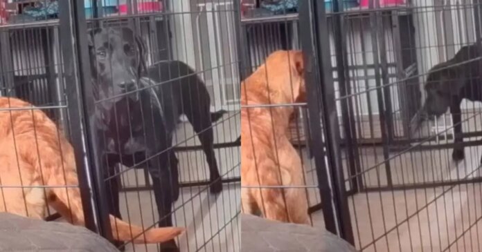 Dog Escapes Playpen Like a Pro While Sibling Watches in Disbelief