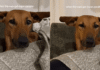 Dog Has Her ‘Airplane Ears’ Fully Extended & the Symmetry Is Everything Dog Has Her ‘Airplane Ears’ Fully Extended & the Symmetry Is Everything