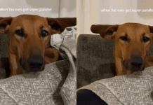 Dog Has Her ‘Airplane Ears’ Fully Extended & the Symmetry Is Everything Dog Has Her ‘Airplane Ears’ Fully Extended & the Symmetry Is Everything