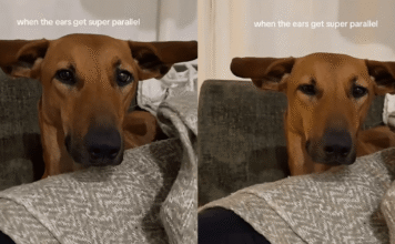 Dog Has Her ‘Airplane Ears’ Fully Extended & the Symmetry Is Everything Dog Has Her ‘Airplane Ears’ Fully Extended & the Symmetry Is Everything