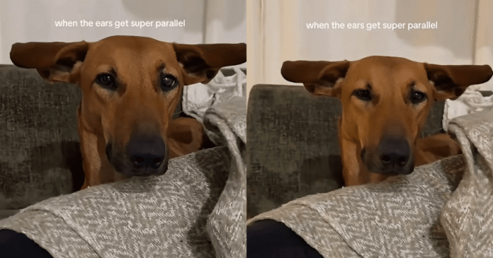 Dog Has Her ‘Airplane Ears’ Fully Extended & the Symmetry Is Everything