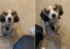 Dog Interrupts Dad’s Workday Like She’s the Only Boss Who Matters Dog Interrupts Dad’s Workday Like She’s the Only Boss Who Matters