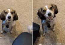 Dog Interrupts Dad’s Workday Like She’s the Only Boss Who Matters Dog Interrupts Dad’s Workday Like She’s the Only Boss Who Matters
