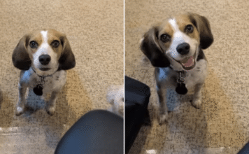 Dog Interrupts Dad’s Workday Like She’s the Only Boss Who Matters Dog Interrupts Dad’s Workday Like She’s the Only Boss Who Matters