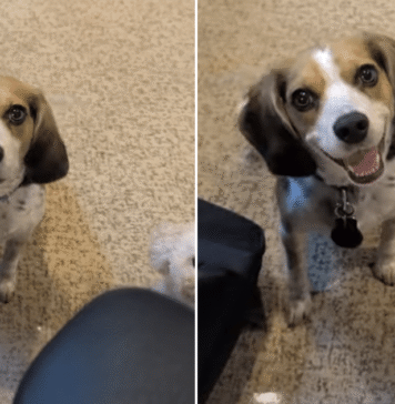 Dog Interrupts Dad’s Workday Like She’s the Only Boss Who Matters Dog Interrupts Dad’s Workday Like She’s the Only Boss Who Matters
