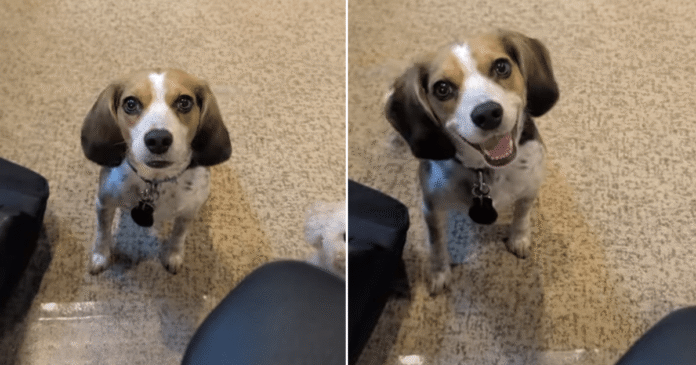 Dog Interrupts Dad’s Workday Like She’s the Only Boss Who Matters