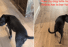 Dog Is Done Asking Nicely for Dinner & Starts Escorting Her Owner to It Dog Is Done Asking Nicely for Dinner & Starts Escorting Her Owner to It