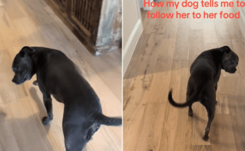 Dog Is Done Asking Nicely for Dinner & Starts Escorting Her Owner to It Dog Is Done Asking Nicely for Dinner & Starts Escorting Her Owner to It
