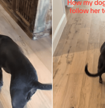 Dog Is Done Asking Nicely for Dinner & Starts Escorting Her Owner to It Dog Is Done Asking Nicely for Dinner & Starts Escorting Her Owner to It