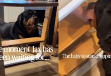 Dog Looks Like Baby’s Personal Cleanup Crew, but He’s Really Just Here for the Free Food Dog Looks Like Baby’s Personal Cleanup Crew, but He’s Really Just Here for the Free Food