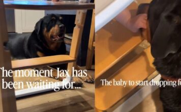 Dog Looks Like Baby’s Personal Cleanup Crew, but He’s Really Just Here for the Free Food Dog Looks Like Baby’s Personal Cleanup Crew, but He’s Really Just Here for the Free Food