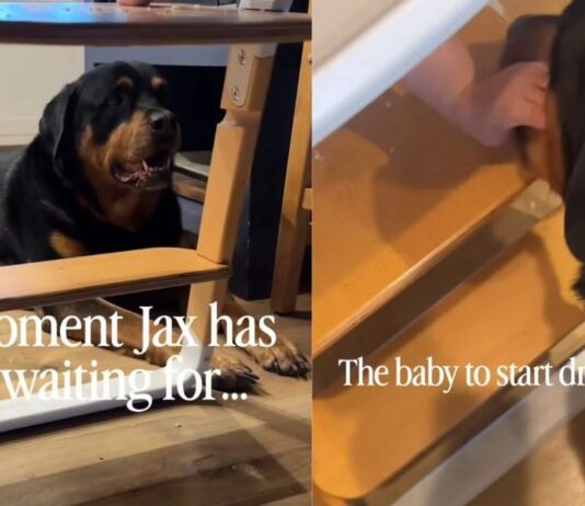 Dog Looks Like Baby’s Personal Cleanup Crew, but He’s Really Just Here for the Free Food Dog Looks Like Baby’s Personal Cleanup Crew, but He’s Really Just Here for the Free Food