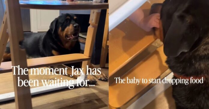 Dog-Looks-Like-Babys-Personal-Cleanup-Crew-but-Hes-Really.jpg Dog Looks Like Baby’s Personal Cleanup Crew, but He’s Really Just Here for the Free Food