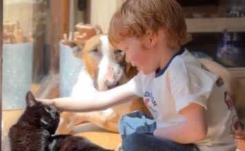 Dog Mimics Tiny Human & Immediately Checks If He Did It Right Dog Mimics Tiny Human & Immediately Checks If He Did It Right