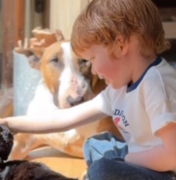 Dog Mimics Tiny Human & Immediately Checks If He Did It Right Dog Mimics Tiny Human & Immediately Checks If He Did It Right