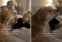 Dog Talks Back as Toddlers Tease Her — Mom Is Clearly Getting Blamed for the Whole Thing Dog Talks Back as Toddlers Tease Her — Mom Is Clearly Getting Blamed for the Whole Thing