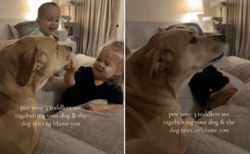 Dog Talks Back as Toddlers Tease Her — Mom Is Clearly Getting Blamed for the Whole Thing Dog Talks Back as Toddlers Tease Her — Mom Is Clearly Getting Blamed for the Whole Thing