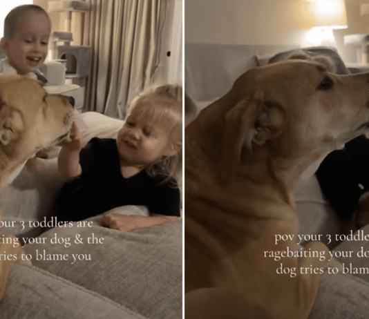 Dog Talks Back as Toddlers Tease Her — Mom Is Clearly Getting Blamed for the Whole Thing Dog Talks Back as Toddlers Tease Her — Mom Is Clearly Getting Blamed for the Whole Thing