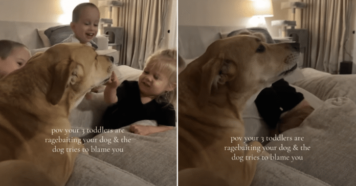 Dog Talks Back as Toddlers Tease Her — Mom Is Clearly Getting Blamed for the Whole Thing