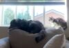 Dog Thinks He’s a Cat & Has Already Started Taking Notes From His Feline Roommate Dog Thinks He’s a Cat & Has Already Started Taking Notes From His Feline Roommate