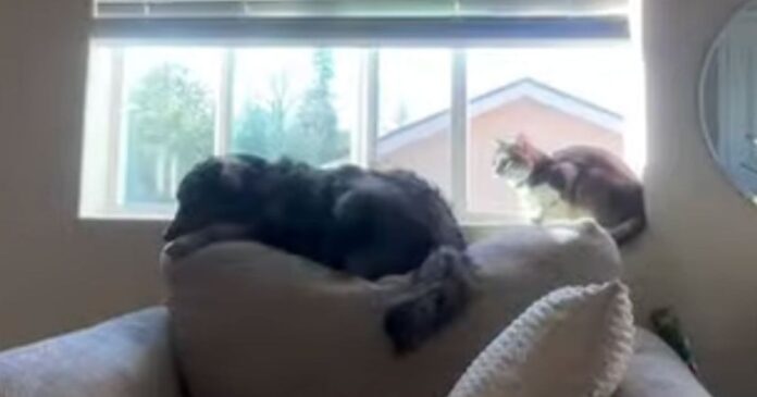 Dog-Thinks-Hes-a-Cat-Has-Already-Started-Taking.jpg Dog Thinks He’s a Cat & Has Already Started Taking Notes From His Feline Roommate