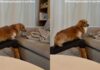 Dog Treats a Tiny Ramp-to-Couch Step Like the Biggest Decision of the Day Dog Treats a Tiny Ramp-to-Couch Step Like the Biggest Decision of the Day