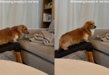 Dog Treats a Tiny Ramp-to-Couch Step Like the Biggest Decision of the Day Dog Treats a Tiny Ramp-to-Couch Step Like the Biggest Decision of the Day