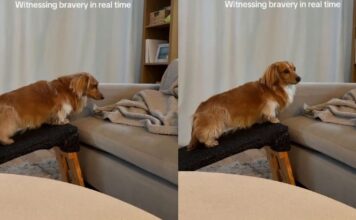 Dog Treats a Tiny Ramp-to-Couch Step Like the Biggest Decision of the Day Dog Treats a Tiny Ramp-to-Couch Step Like the Biggest Decision of the Day