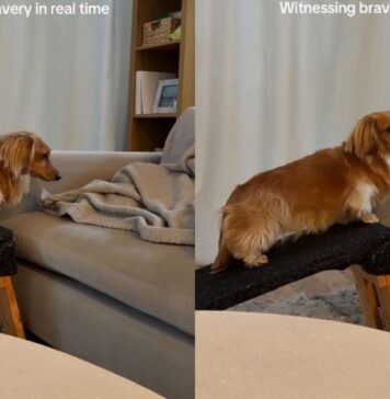 Dog Treats a Tiny Ramp-to-Couch Step Like the Biggest Decision of the Day Dog Treats a Tiny Ramp-to-Couch Step Like the Biggest Decision of the Day