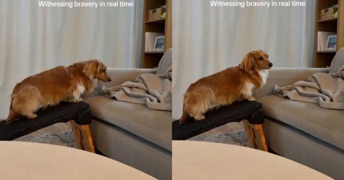 Dog Treats a Tiny Ramp-to-Couch Step Like the Biggest Decision of the Day
