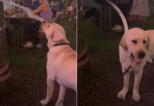 Dog Tries to Catch a Dangling Party Streamer — Someone Thinks the Decorations Are Snacks Dog Tries to Catch a Dangling Party Streamer — Someone Thinks the Decorations Are Snacks