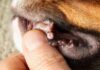 Dog Wart Removal – Whole Dog Journal Dog Wart Removal - Whole Dog Journal