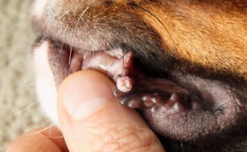 Dog Wart Removal – Whole Dog Journal Dog Wart Removal - Whole Dog Journal