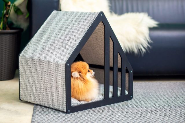 Dog in house-shaped bed