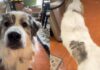 Dog’s Catlike Habits Make It Hard to Believe There Isn’t a Feline Under All That Fluff Dog’s Catlike Habits Make It Hard to Believe There Isn’t a Feline Under All That Fluff