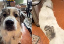 Dog’s Catlike Habits Make It Hard to Believe There Isn’t a Feline Under All That Fluff Dog’s Catlike Habits Make It Hard to Believe There Isn’t a Feline Under All That Fluff