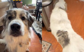 Dog’s Catlike Habits Make It Hard to Believe There Isn’t a Feline Under All That Fluff Dog’s Catlike Habits Make It Hard to Believe There Isn’t a Feline Under All That Fluff