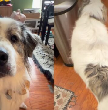 Dog’s Catlike Habits Make It Hard to Believe There Isn’t a Feline Under All That Fluff Dog’s Catlike Habits Make It Hard to Believe There Isn’t a Feline Under All That Fluff