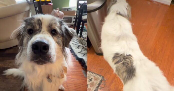 Dog’s Catlike Habits Make It Hard to Believe There Isn’t a Feline Under All That Fluff