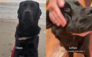 Dog’s Day Doesn’t Officially Start Until He Gets a Series of Massages Dog’s Day Doesn’t Officially Start Until He Gets a Series of Massages