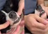 Dog’s Post-Brush Face Massage Comes With Low Grumbles That Say She’s Loving Every Second Dog’s Post-Brush Face Massage Comes With Low Grumbles That Say She’s Loving Every Second