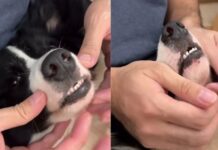 Dog’s Post-Brush Face Massage Comes With Low Grumbles That Say She’s Loving Every Second Dog’s Post-Brush Face Massage Comes With Low Grumbles That Say She’s Loving Every Second
