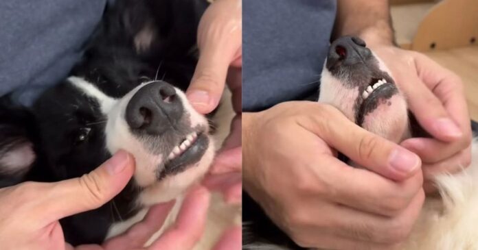 Dogs-Post-Brush-Face-Massage-Comes-With-Low-Grumbles-That-Say.jpg Dog’s Post-Brush Face Massage Comes With Low Grumbles That Say She’s Loving Every Second