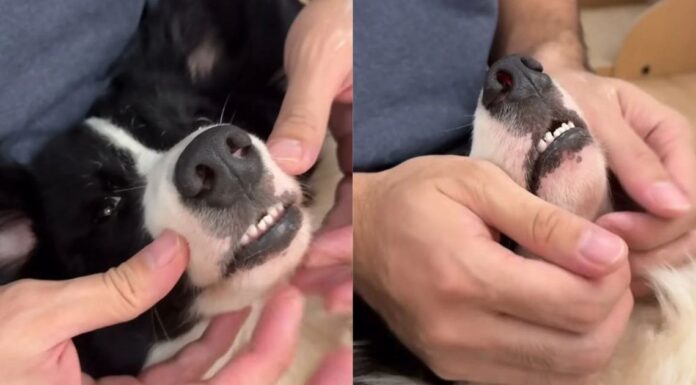 Dog’s Post-Brush Face Massage Comes With Low Grumbles That Say She’s Loving Every Second Dog’s Post-Brush Face Massage Comes With Low Grumbles That Say She’s Loving Every Second
