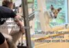 Dogs’ Reaction to Garden Time Is a Firm ‘Thanks, but No Thanks’ Dogs’ Reaction to Garden Time Is a Firm ‘Thanks, but No Thanks’