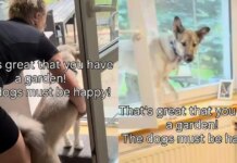Dogs’ Reaction to Garden Time Is a Firm ‘Thanks, but No Thanks’ Dogs’ Reaction to Garden Time Is a Firm ‘Thanks, but No Thanks’