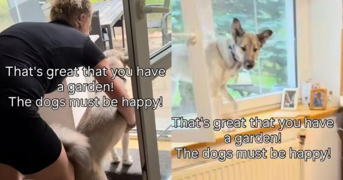 Dogs’ Reaction to Garden Time Is a Firm ‘Thanks, but No Thanks’