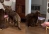 Dogs Share One Bowl at a Time, Making the Second a Backup Course Dogs Share One Bowl at a Time, Making the Second a Backup Course